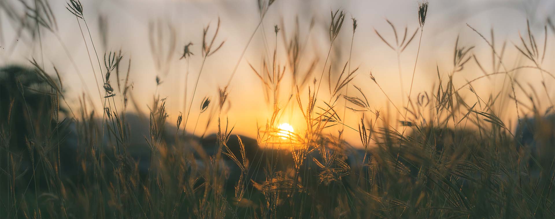 A close up of prairie grasses, with the sun rising in the background.