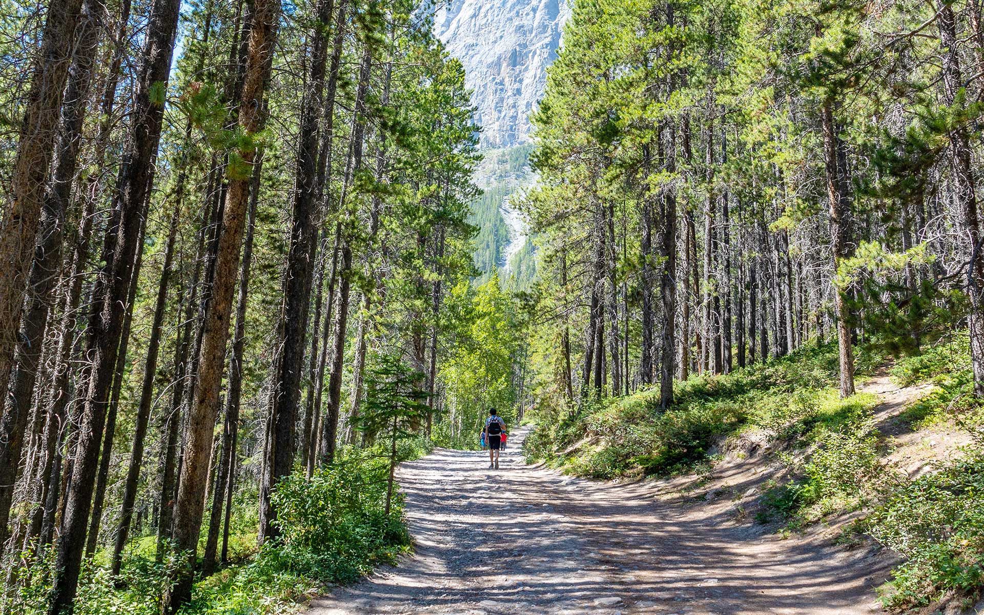 A person is walking up the gravel trail through pine trees on the Grassi Lakes hike.