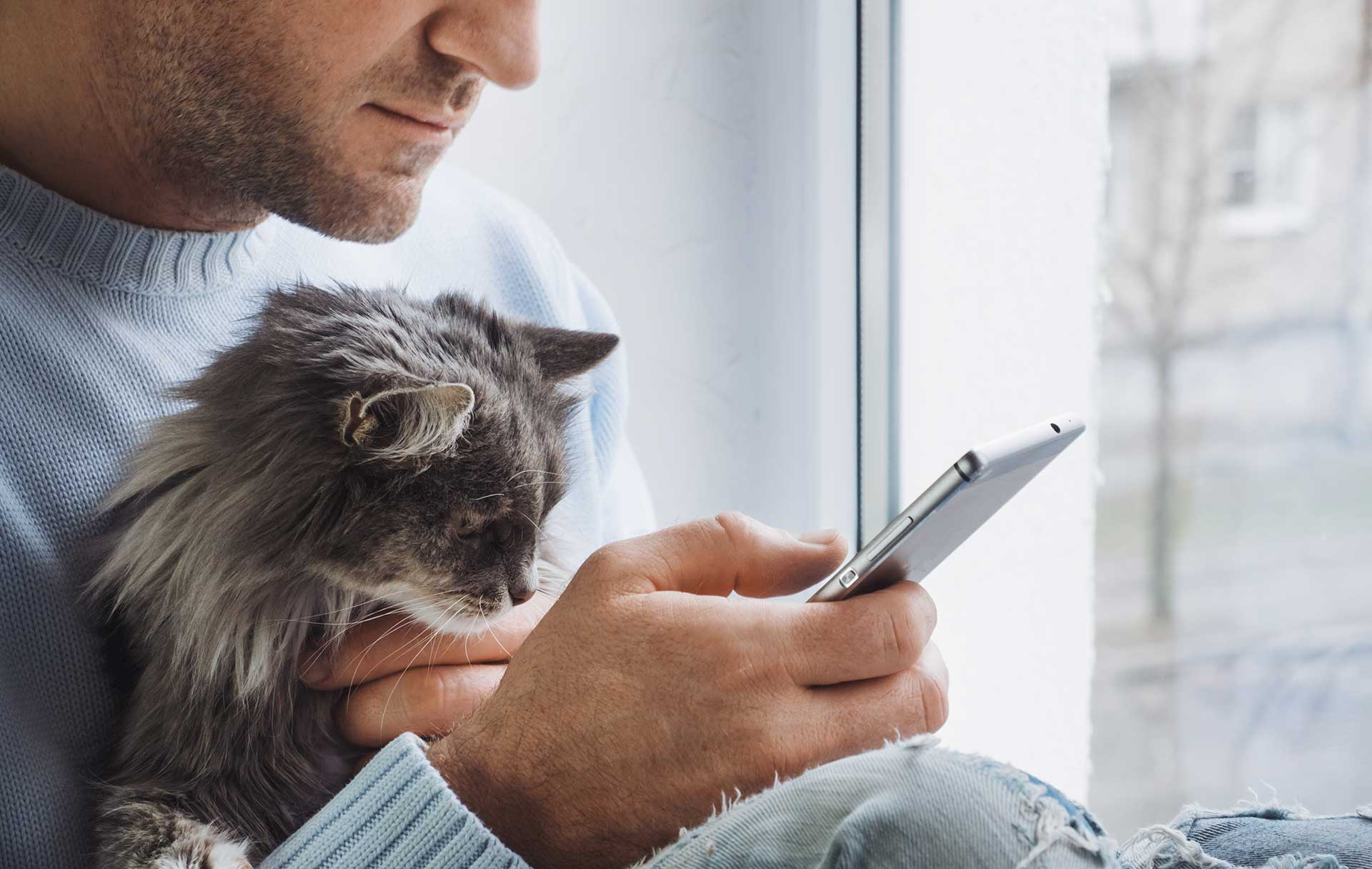 A man sits in a window looking at his smartphone. There is a grey, long-haired kitten in his arms.