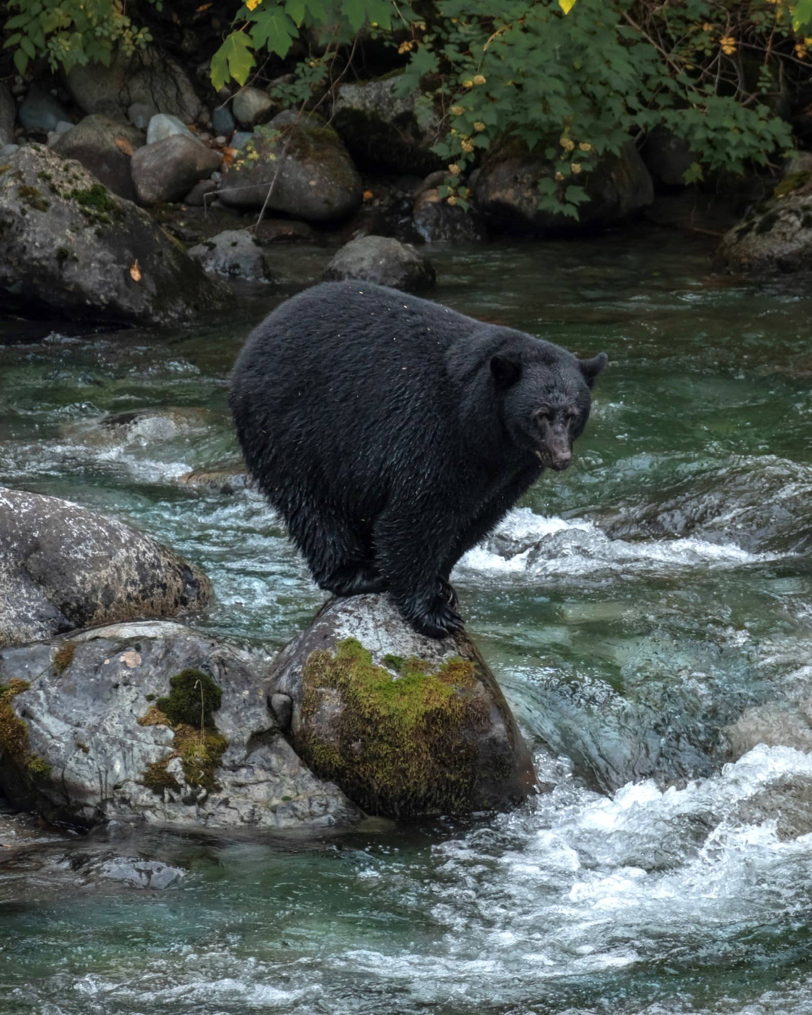 A black bear perched on a rock in a river.