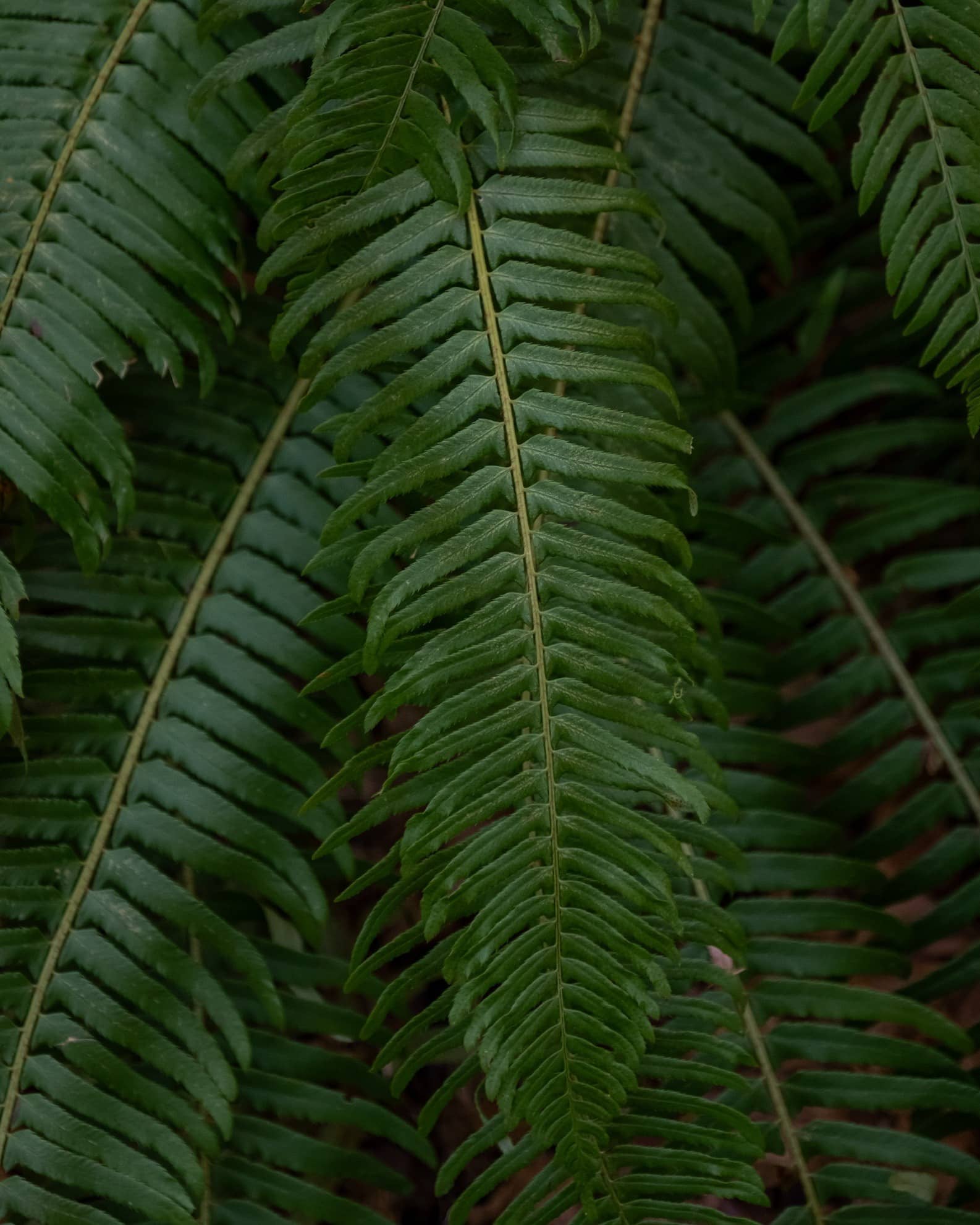 A close-up of fern leaves.