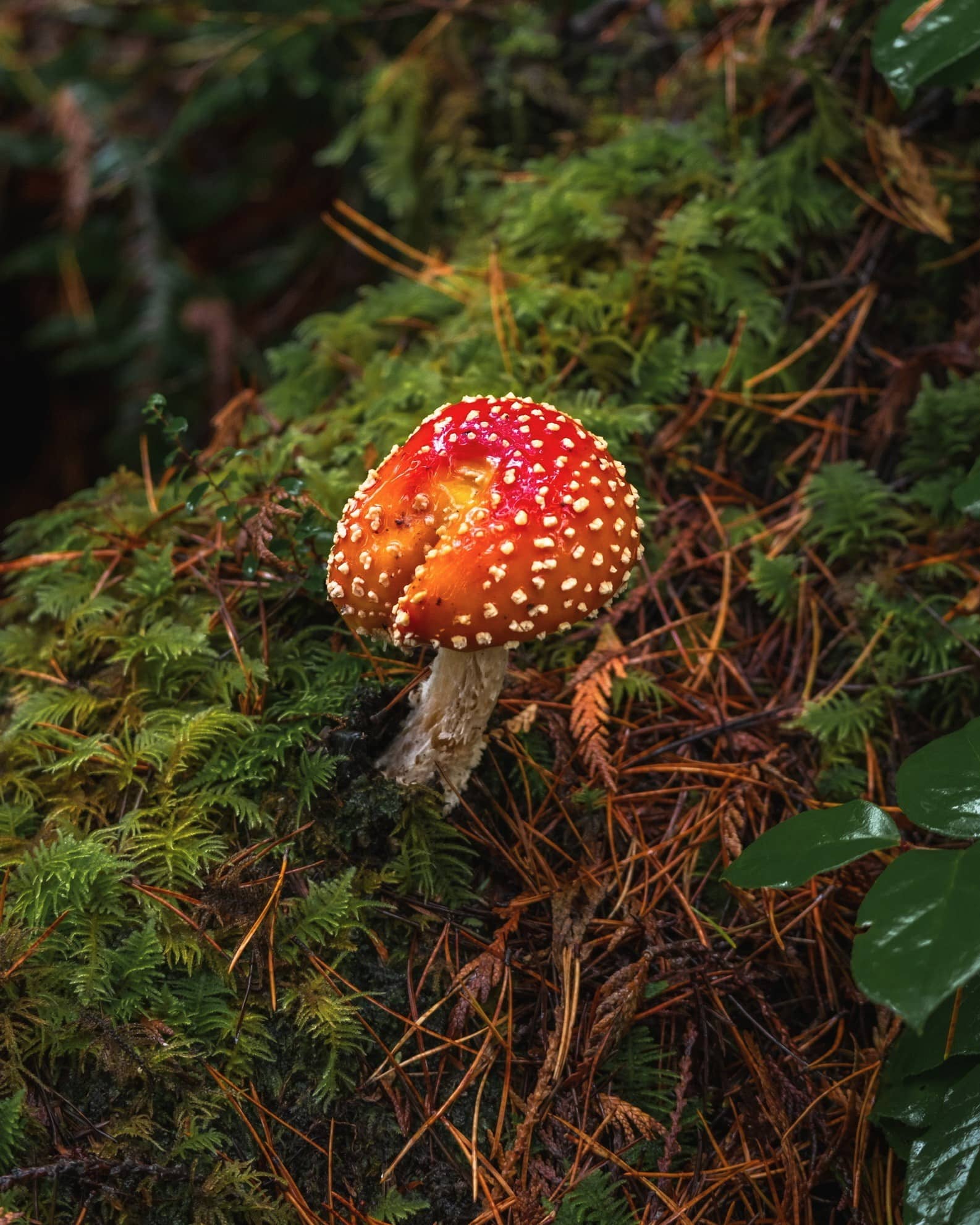 Red mushroom with white spots growing on a pine needle-covered forest floor