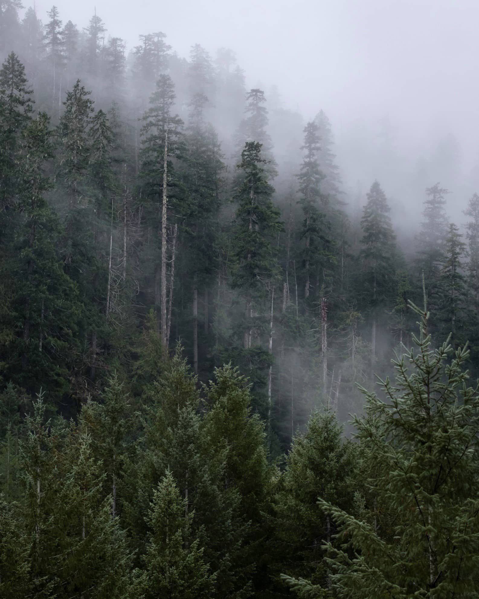 Pine trees surrounded by fog.